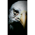 Eagles EyeZ