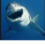 shark are the world