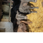 CHARLI'S COWS