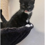 Tiny the cat squad