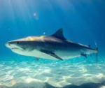 TEAM SHARKS GROUP