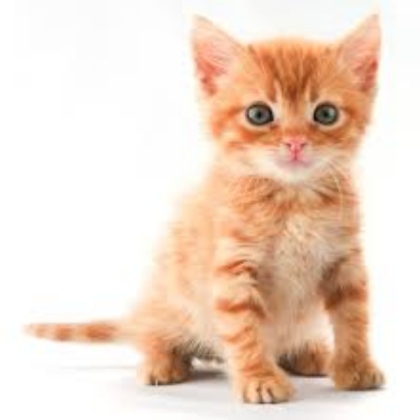 kitten Roblox decal