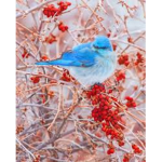 Aesthetic Birdss
