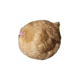 Chicken Ball shirts
