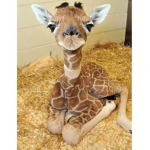 The local giraffe group