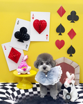 큐어점 Studio (Owner Max)