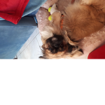 ####### et son chien