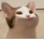 Join If you like pop cats