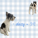⋆ daisy ~ ୨୧