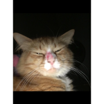 Ellie2015