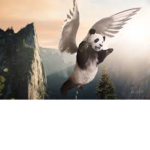 Hybird pandas