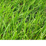 front lawn