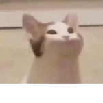 the pop cat is yes gang much