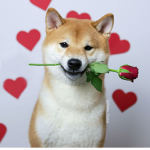 the Wonderful Doge army