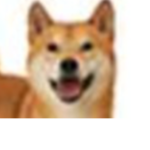 The Advanced Dogs