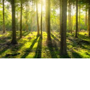 Forest[NEW]