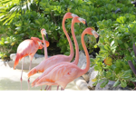 The Pastel Flamingos