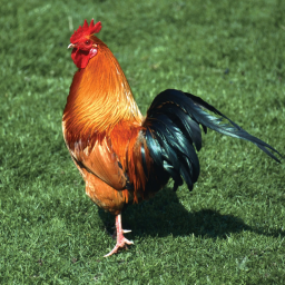 Chicken