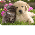 Cute pups and cute kitty’s