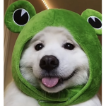 Froggie x doggie