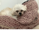 Lovingtimedog: Love dogs