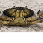 Ze crabs