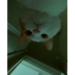 Mini_Yo0ngii