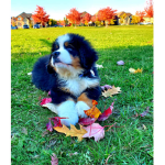 Preppy dreamers