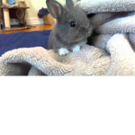 Bunny Love's <3