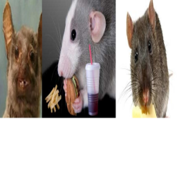 Rat Hangout!