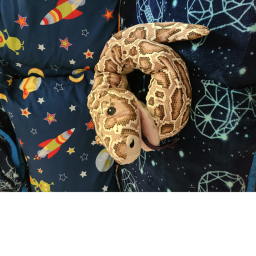 Snake obby!