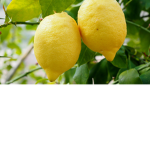 yellow lemon tree