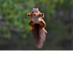 King Squirrel