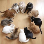 Cat Lovers !