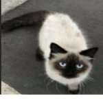 Starry Kitties!