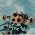 Sunflower Aesthetics!!