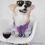 Epic Corgies