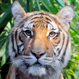 Wild Animal Zoo