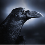 The Cult of Crows