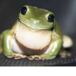 Casafrog