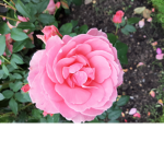 CrystalRoses