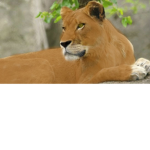 Queen Anika's Pride