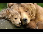 bear squad 27
