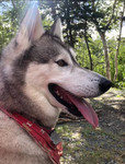 If you love dog this Community