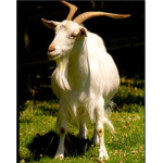 THE GOATSSSSS