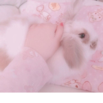 bunnyz fo dayz