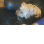 Kiwi the dog fans