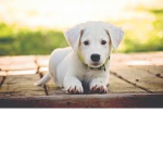 Dog's are awesome