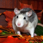 ~The Rat Kingdom~
