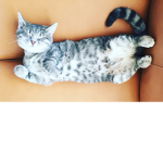 team.cat